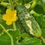 Krastavci za otvoreno tlo za moskovsku regiju